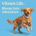thumbnail image 4 of Vibrant Life Polyester Daisy Dreams Adjustable Fashion Dog Collar, Purple, L, 4 of 9