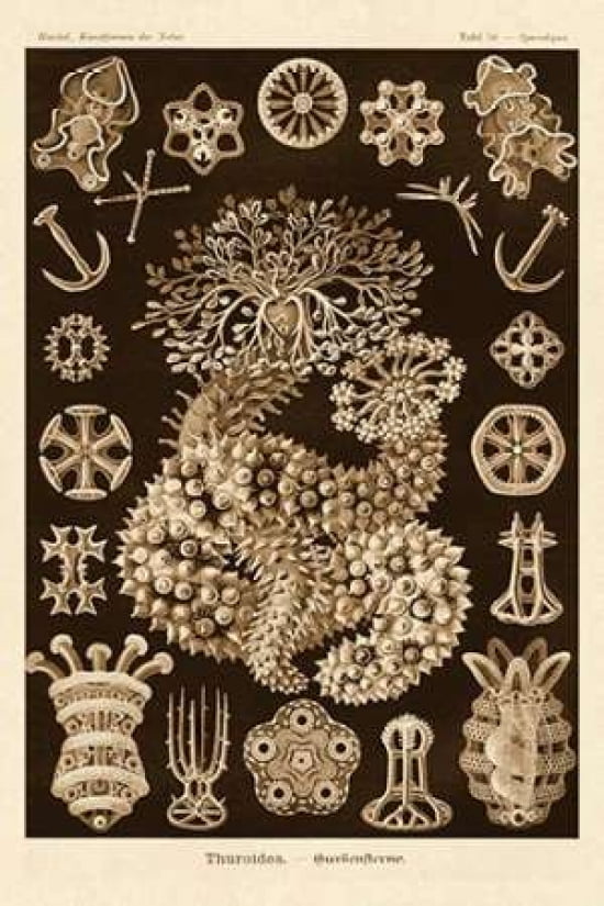 Haeckel Nature Illu