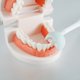 thumbnail image 3 of Muyoka Modelo de dientes Modelo de dentadura de alta simulación Modelo de demostración con 28 dientes para pantalla limpia Modelo de boca dental para niños Práctica de enseñanza temprana Muyoka Hogar, 3 of 7