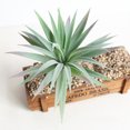 thumbnail image 4 of Coofit Artificial Succulent Fashion Decorative Mini Artificial Plant Faux Succulent, 4 of 6
