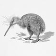 thumbnail image 3 of CafePress - Vintage Kiwi Bird New Zealand Bird Baseball Jersey - Kids Cotton Baseball Jersey, 3/4 Sleeve Shirt, 3 of 4