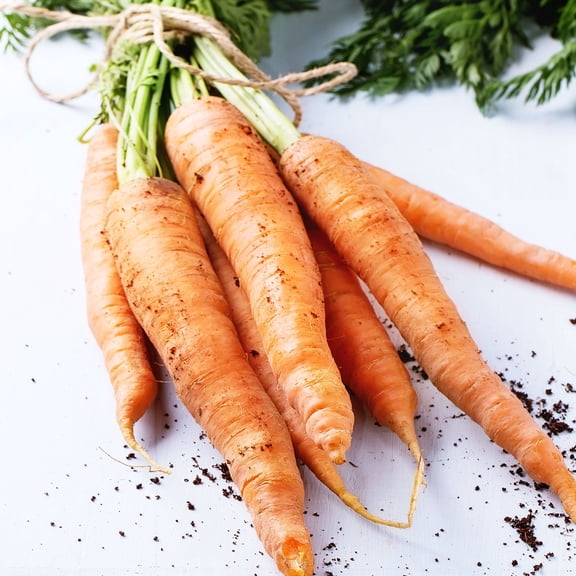 Amsterdam Carrot Seeds - 1 g Packet ~700 Seeds - Non-GMO, Heirloom, Vegetable Garden Seeds - AKA: Amsterdam Forcing 2