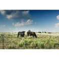 thumbnail image 3 of Highsmith, Carol 24x17 Black Modern Framed Museum Art Print Titled - Cows in a field of wildflowers in rural Hunt County near Greenville, TX, 3 of 5