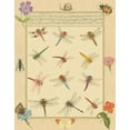 thumbnail image 2 of Prasad, Jaggu 26x32 Black Ornate Wood Framed with Double Matting Museum Art Print Titled - Custom Dragonfly Manuscript II (HI), 2 of 4