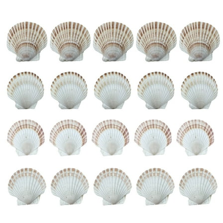 Yammee 20Pieces Large Seashells Collection White Scalloped Shells for Baking and Art