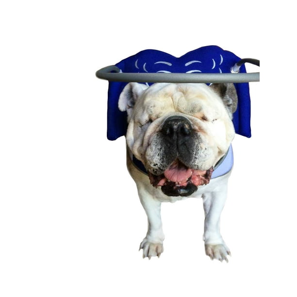 Muffin’s Halo Blind Dog Harness Guide Device Help for Blind Dogs or