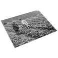 thumbnail image 3 of Print: Strawberry Plants On Government Farm, 1916, 3 of 4