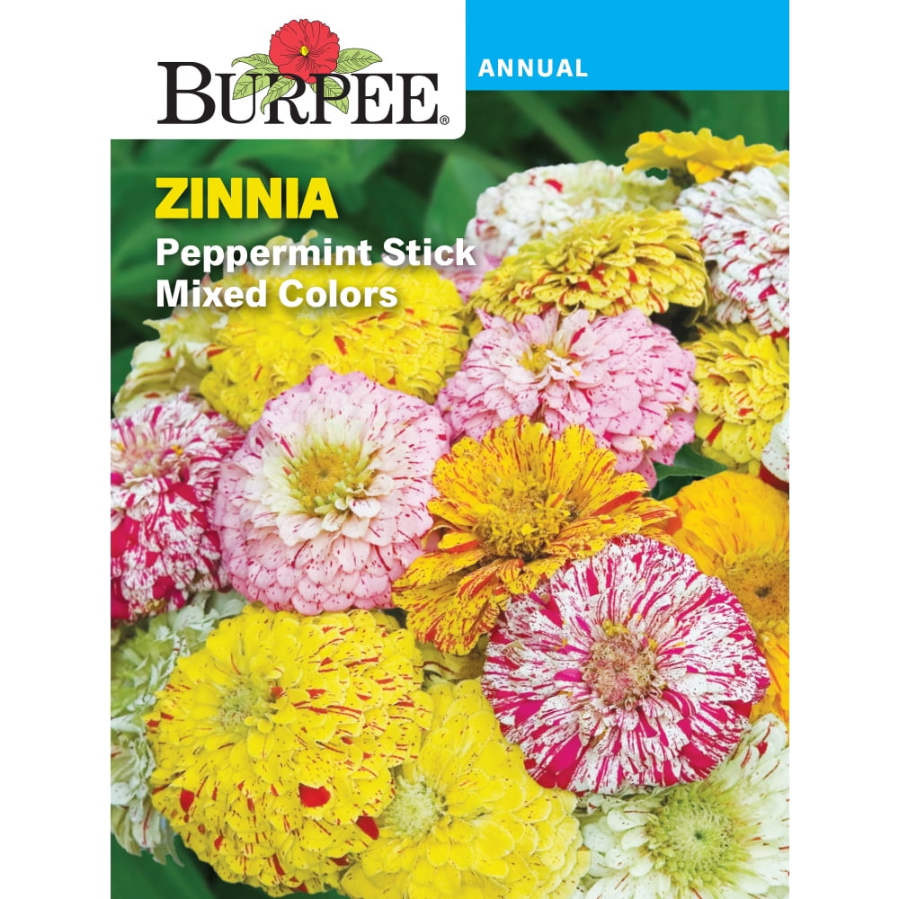 Burpee Peppermint Stick Mixed Colors Zinnia Flower Seed, 1-pack ...