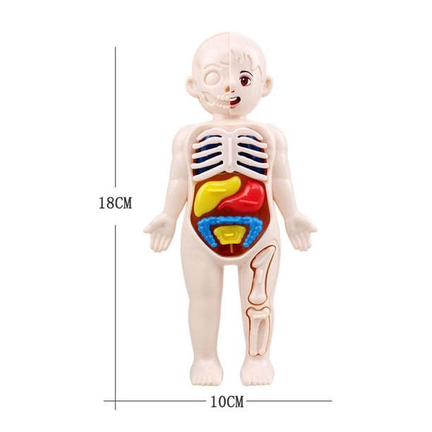 Juego de 14 piezas modelo de órgano humano para niños, juguetes educativos y de ciencia temprana médica, rompecabezas 3D, modelo de anatomía del cuerpo humano Fivean unisex