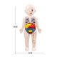 thumbnail image 1 of Juego de 14 piezas modelo de órgano humano para niños, juguetes educativos y de ciencia temprana médica, rompecabezas 3D, modelo de anatomía del cuerpo humano Fivean unisex, 1 of 2