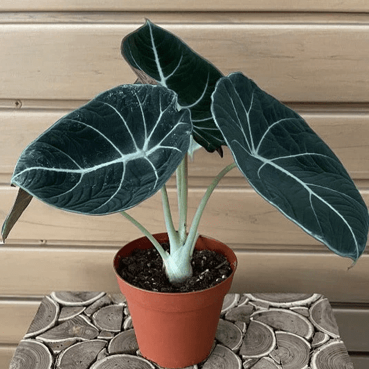 Black Velvet Alocasia Live Plant, Alocasia Indoor Houseplant for Home or Office, 5–7 Inch Tall