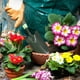thumbnail image 3 of Pala de jardinería de goma verde - Cabezal de metal con mango de plástico antideslizante - Pequeña herramienta para plantar flores, 3 of 3