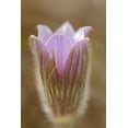 thumbnail image 2 of Jaynes Gallery 11x14 Gold Ornate Wood Framed with Double Matting Museum Art Print Titled - Canada-Manitoba-Mars Hill Wildlife Management Area Detail of prairie crocus flower, 2 of 4