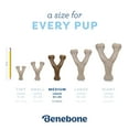 thumbnail image 6 of Benebone Puppy Wishbone Durable Dog Chew Toy for Gentle Chewers, Real Bacon, Medium, 6 of 9