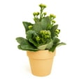 thumbnail image 3 of Altman Plants 3.5" Flowering Kalanchoe Live Plant with Clay Pot, 3 of 9