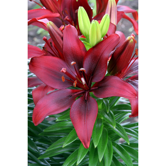 5 Happy Love Lily Bulbs