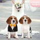 thumbnail image 3 of Chaqueta de boda negra para mascotas Ropa para perros de otoño e invierno Vestido de boda de invierno para mascotas 880, 3 of 6
