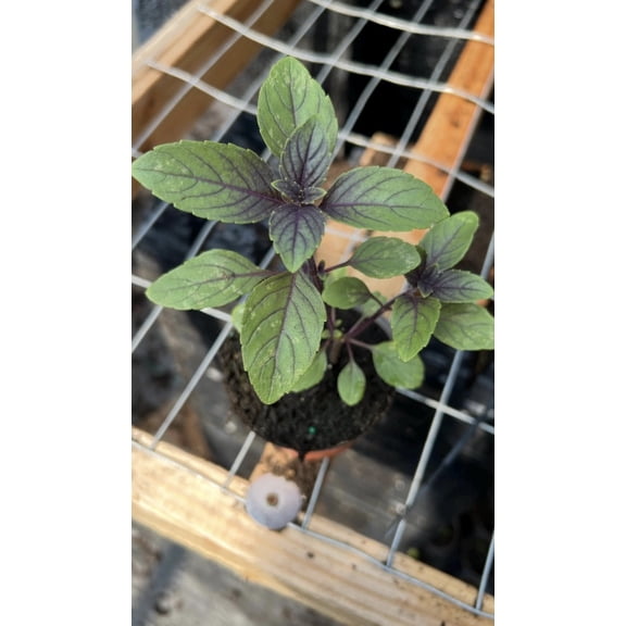 African Blue Basil 3.5 inch Pot certified Organic
