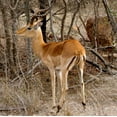 thumbnail image 2 of Underdahl, Dana 20x20 Black Ornate Wood Framed with Double Matting Museum Art Print Titled - Impala V, 2 of 4