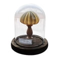 thumbnail image 1 of Wzzjkit Easy DIY Seashell Nightlight Kit Non Finished Produc, 1 of 4