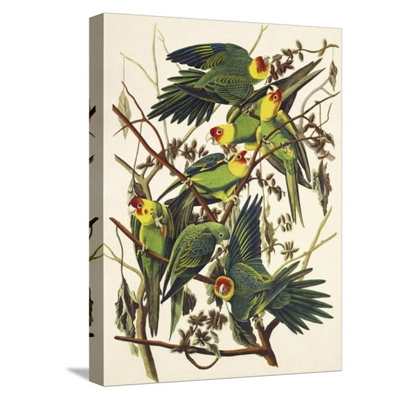 Art.com Carolina Parrot Stretched Canvas Print Wall Art by John James Audubon, 12" x 16"
