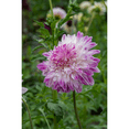 thumbnail image 2 of Que Sera Anemone Flowering Dahlia - #1 Size Root Clump - New, 2 of 4