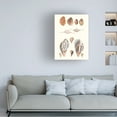 thumbnail image 3 of Vision Studio 'Shell Collection II' Canvas Art, 3 of 3