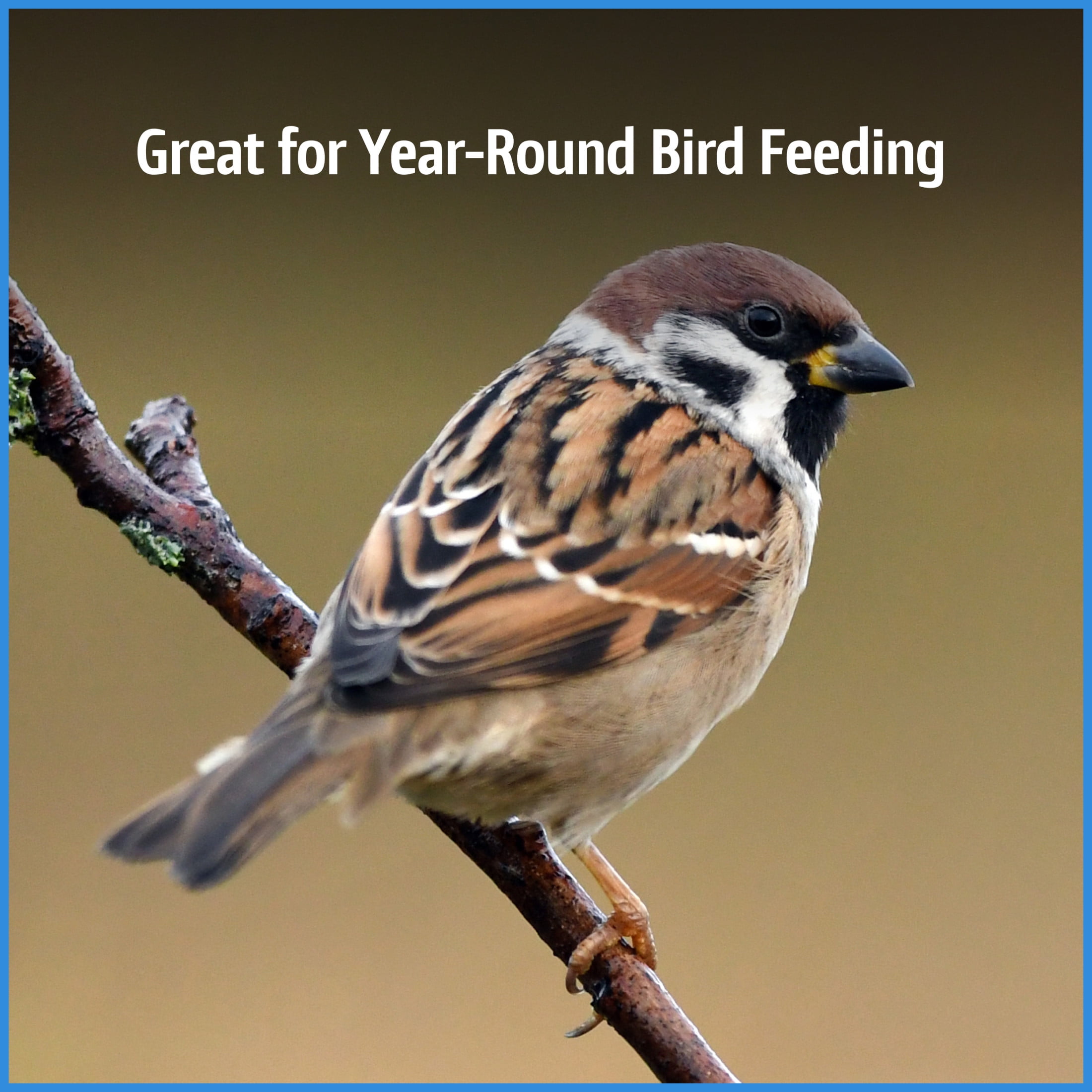 Pennington Recipe Selects Chips & Bits Wild Bird Food 15 lb.