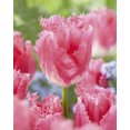 thumbnail image 1 of Bulbe de fleur vivace frangée TASC Tulip « Fancy Frills », 1 of 1