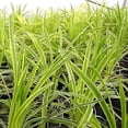 thumbnail image 5 of Classy Groundcovers, Lily Turf  'John Burch', Lilyturf, Border Grass, Monkey Grass (25 Pots, 3 1/2 inch square), 5 of 8