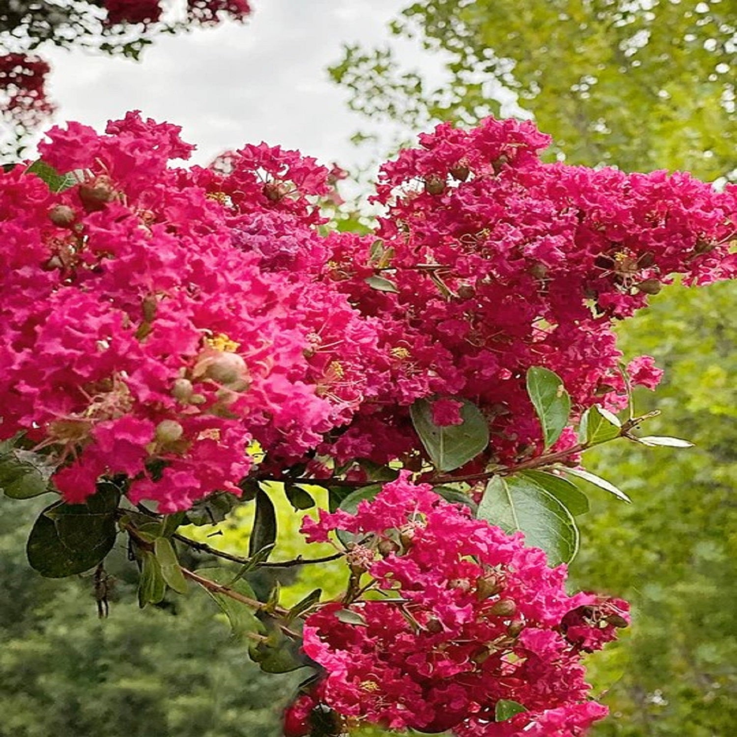 Expert Gardener 3-4 ft tall Tuscarora Crape Myrtle Live Tree in 7-Gallon Grower Pot