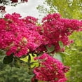 thumbnail image 2 of Expert Gardener 3-4 ft tall Tuscarora Crape Myrtle Live Tree in 7-Gallon Grower Pot, 2 of 6