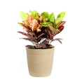 thumbnail image 6 of Brighter Blooms - Croton 'Petra' Plant, 3 gal. - No Shipping To AK, AZ, HI, 6 of 6