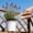 White, variant on Stainless Steel Gardening Shears, Horticultural Pruning Scissors with Ergonomic Handle for Trimming Flowers, Plants & Small Branches