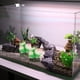 thumbnail image 5 of Acuario decorado con plantas de resina y rocas volcánicas, y piedras de acuario decoran el paisaje., 5 of 5