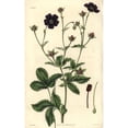 thumbnail image 2 of Deep Blood-Colored Potentilla Potentilla Atro-Sanguinea Poster Print By ?? Florilegius Mary Evans, 2 of 4