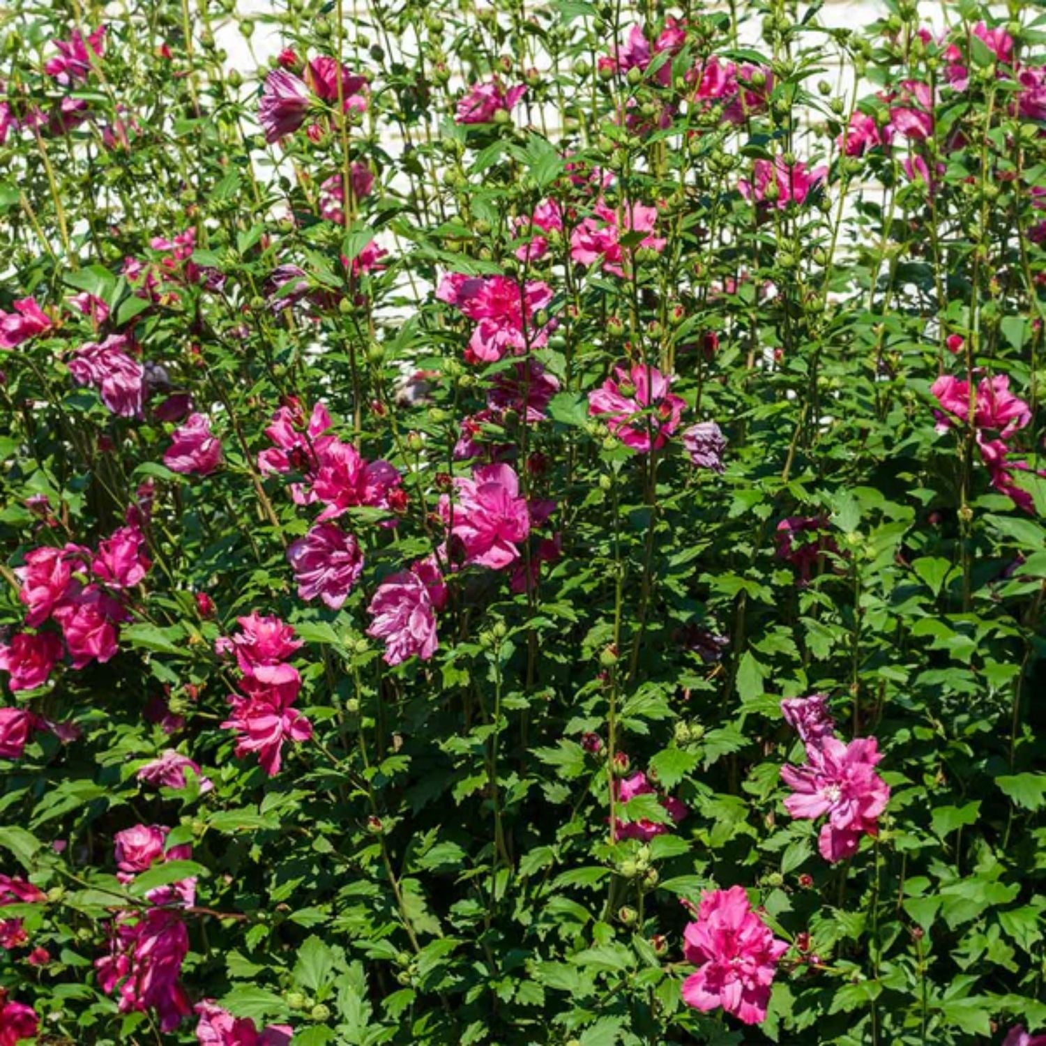 Expert Gardener 3-4 ft tall Red Althea Live Shrub in 7-Gallon Grower Pot