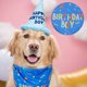 thumbnail image 5 of Pañuelo de cumpleaños de perro, bufanda de triángulo de fiesta de cumpleaños de cachorro de perro, pañuelo de feliz cumpleaños de perro suministros de fiesta de cumpleaños de mascotas (azul), 5 of 7