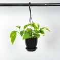 thumbnail image 2 of Live Golden Pothos Plant - 4" Hanging Pot - Black, 2 of 5