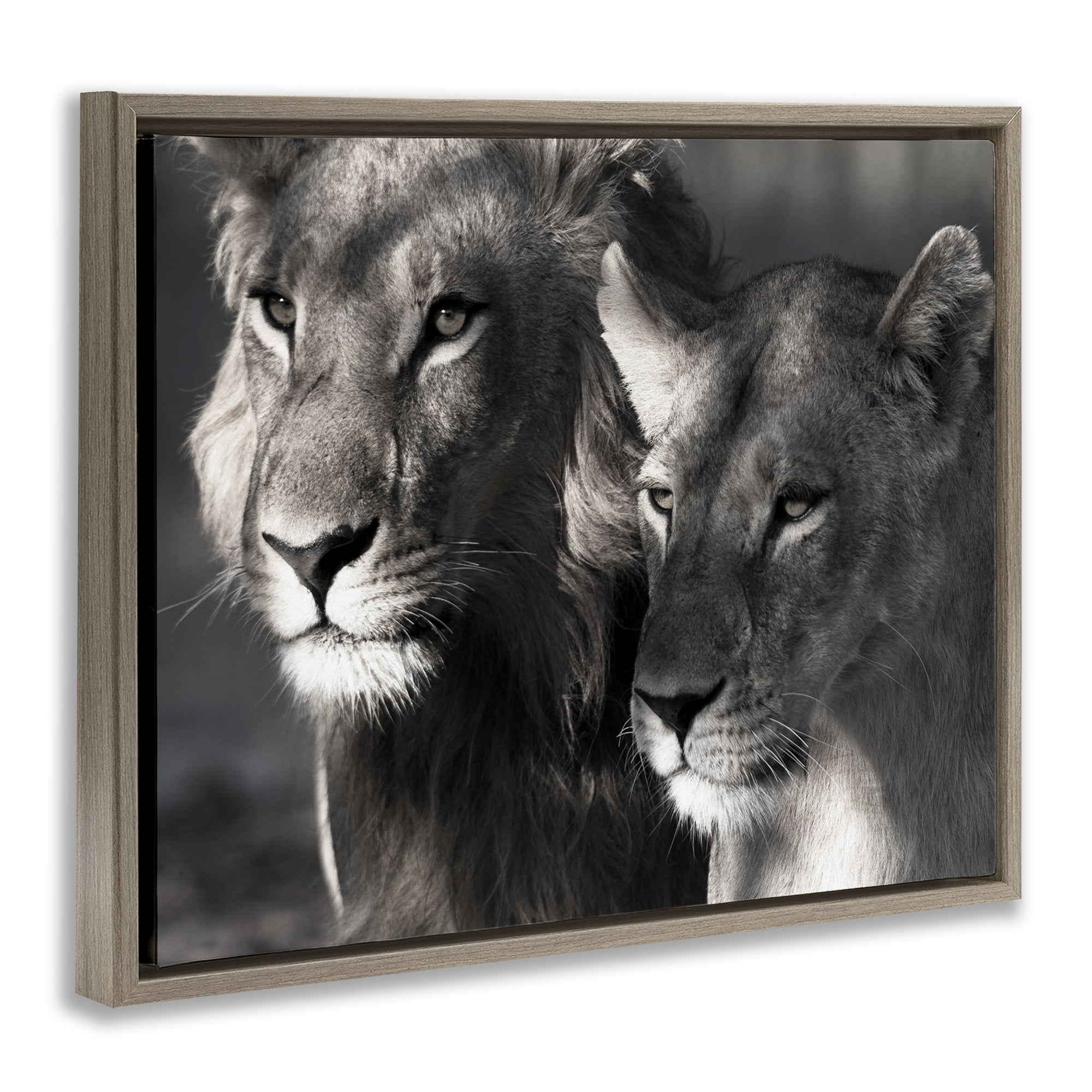 Stupell Industries Strong Lion & Lioness Animals & Insects Photography Brown Floater Framed Canvas Art Print Wall Art, 31 x 25