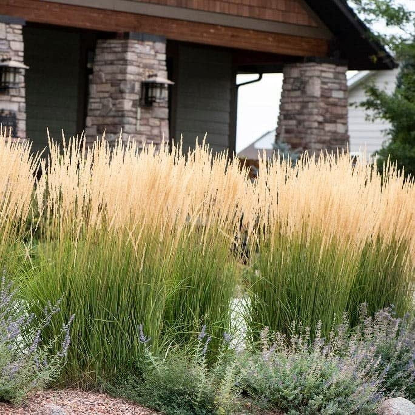 Feather Reed Grass Karl Foerster  3 Live Plants  Calamagrostis X Acutiflora  Drought Tolerant Cold Hardy Low Maintenance Ornamental Grass