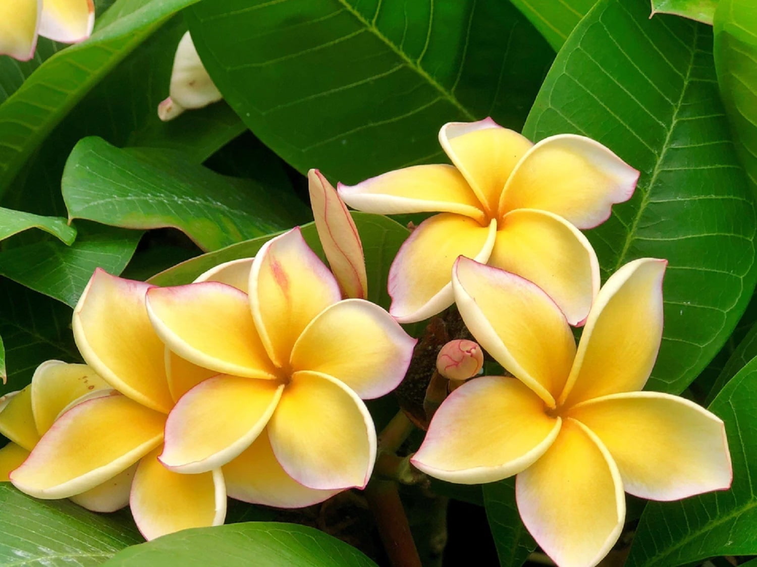 Hawaiian Yellow Live Plumeria Frangipani Plant Shrub Cutting 1 Pk 9"-12" Long Full Sun