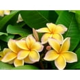 thumbnail image 6 of Yellow Plumeria Plant Cutting, 10"-12" Unrooted, No Bloom, Live Plants, 1 Count, Full Sun, 6 of 6
