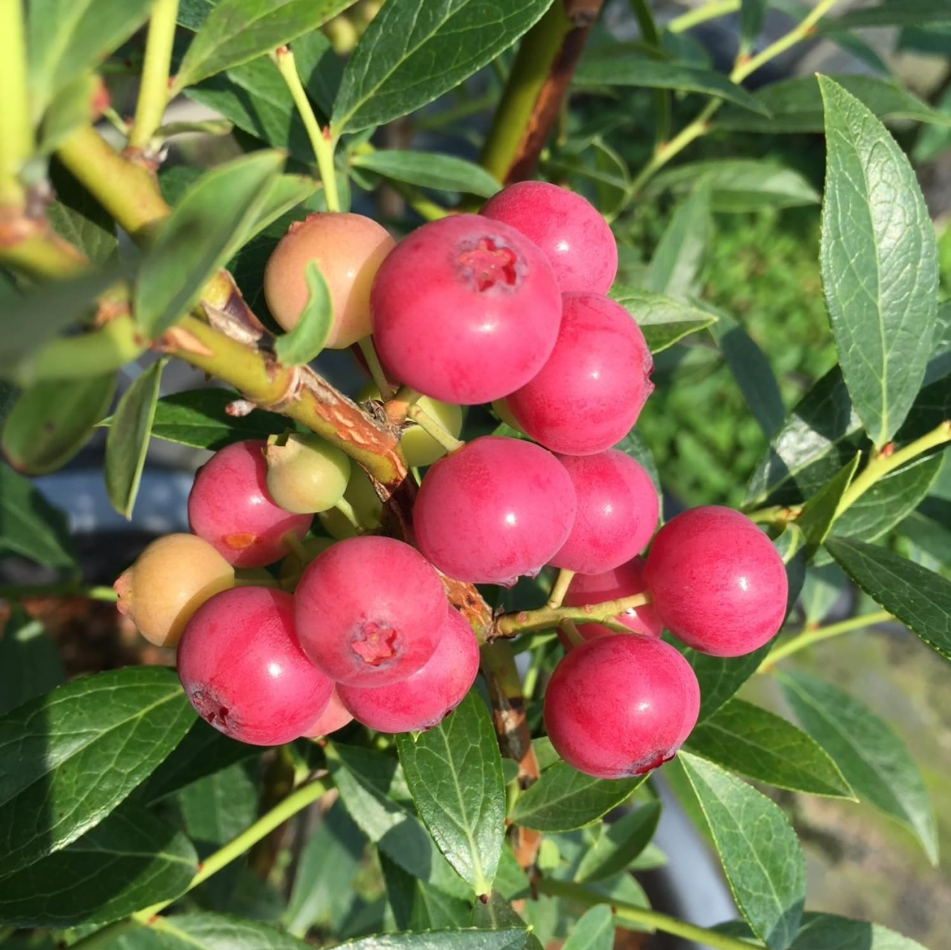 Set 2 Pink Lemonade Blueberry Live Plants, Dwarf Fruit Tree Starter Plant, Vaccinium Pink Lemonade, Unique Dwarf Variety with Pink Berries, 4 to 6 Inch Tall, No Ship Pot