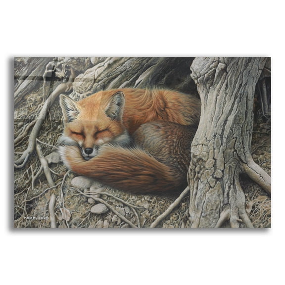 Epic Art 'Sleepy Hollow - Red Fox' by Mark Mueller Wildlife Art, Acrylic Glass Wall Art, 16"x12"