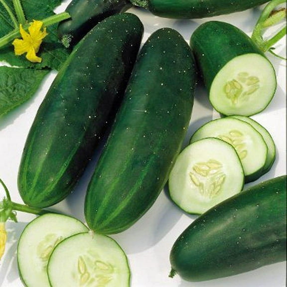 Straight Eight Cucumber Seeds - 100 Count Seed Pack - Prized for its Flavor, and Even, deep Green Color - Country Creek LLC