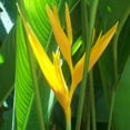 thumbnail image 6 of 2 Yellow Gold Bird of Paradise Plant Live from 6-11 Inch, Suitable for Outdoor Garden, 6 of 6