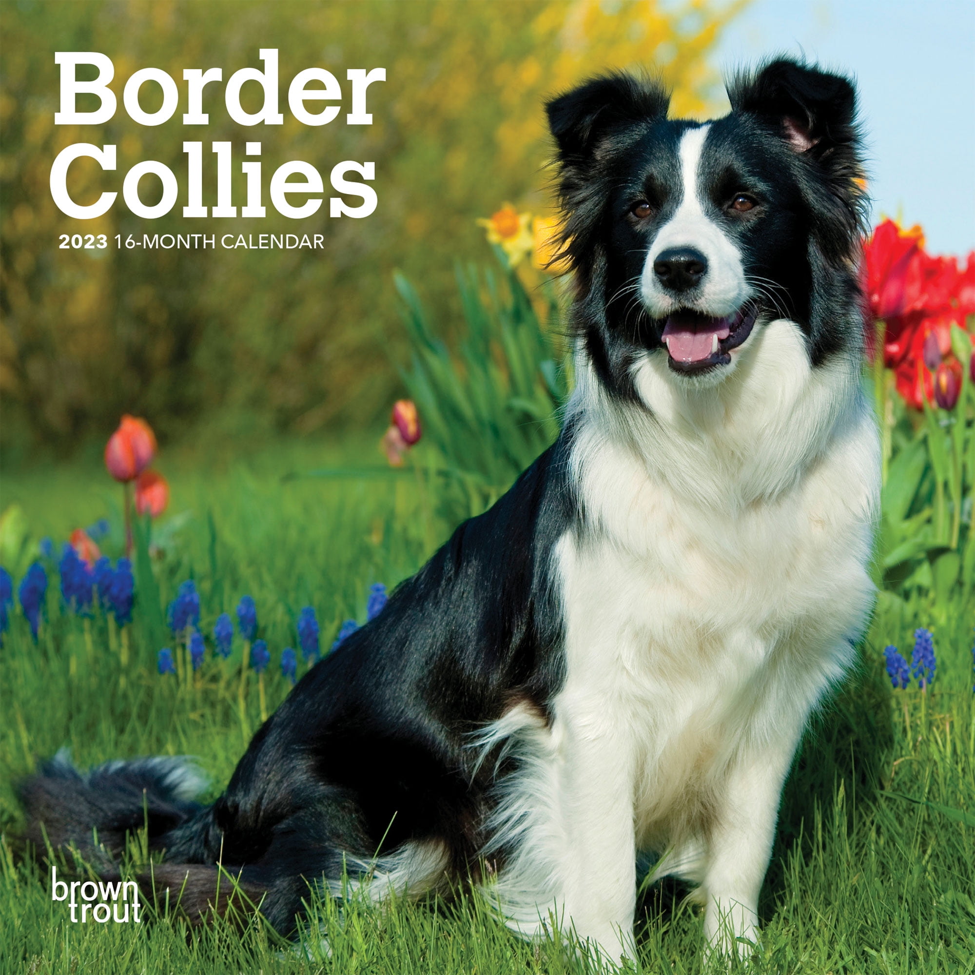 Border Collies | 2023 7x14' (Hanging) Monthly Mini Wall Calendar | BrownTrout