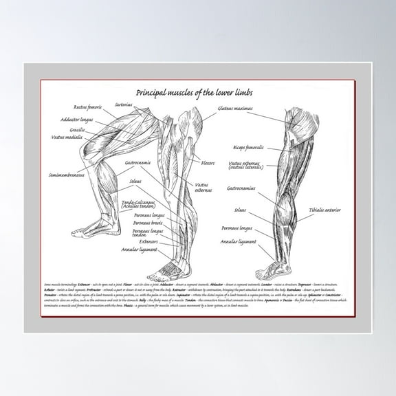 The Major Muscles Of The Human Lower Limbs. Poster Wall Art, Modern Wall Decor For Living Room Bedroom, 8x12 UNFRAMED