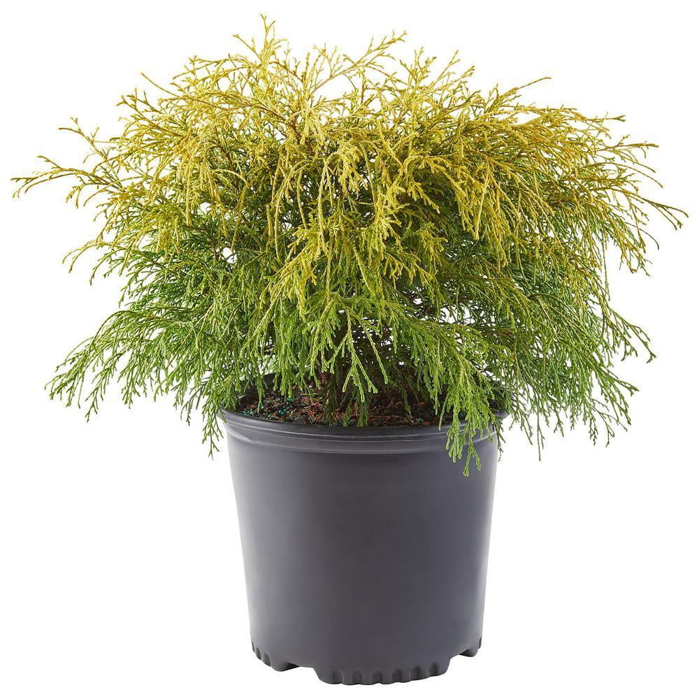 Gold Mop Cypresses for Sale